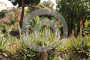 Cagliari Botanical Gardens photo